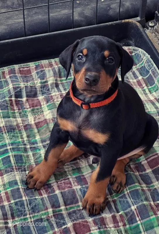 Doberman black  – Doberman Pinscher puppy for sale in Santa Ana, CA