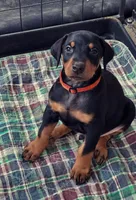Doberman black , a male Doberman Pinscher for sale in Santa Ana, CA – 1 of 1