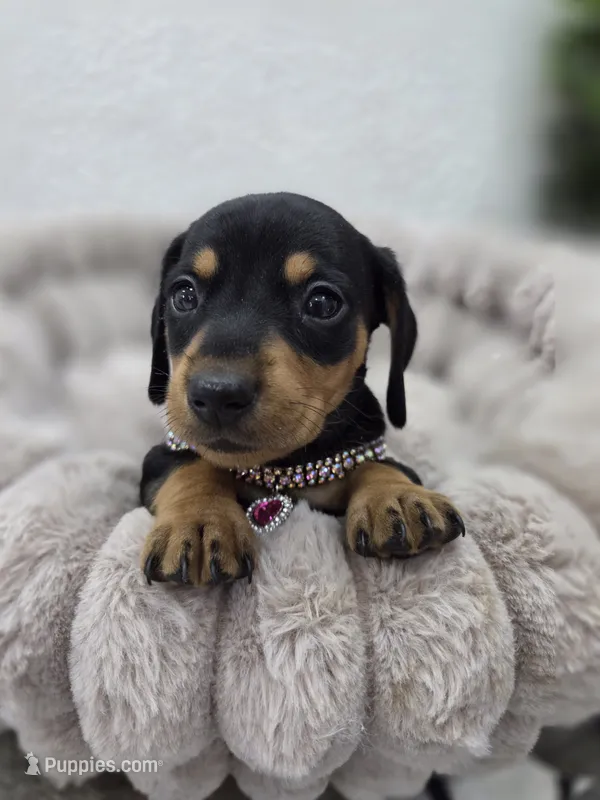 Frida – Miniature Dachshund puppy for sale in Santa Ana, CA