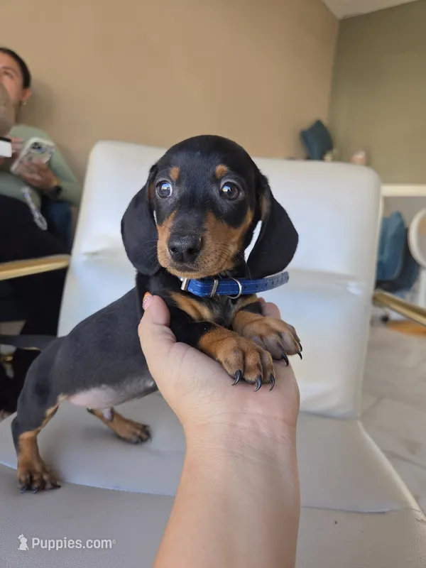 Milo – Miniature Dachshund puppy for sale in Santa Ana, CA