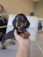 Milo, a male Miniature Dachshund for sale in Santa Ana, CA – 1 of 3