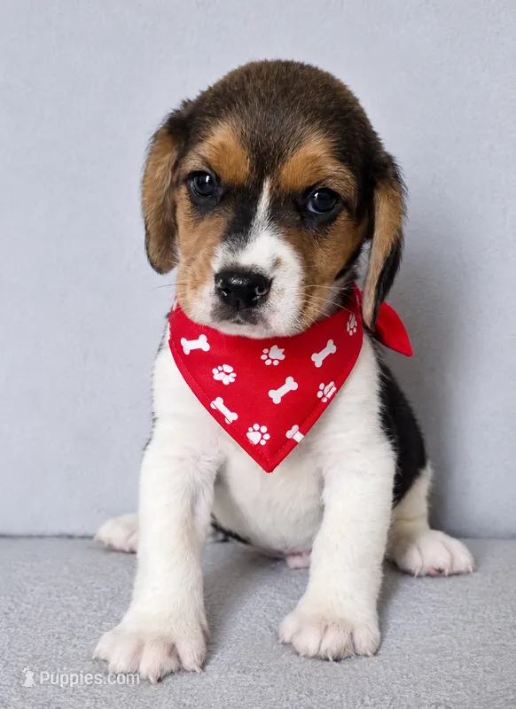 Rufus – Beagle puppy for sale in Westminster, CA