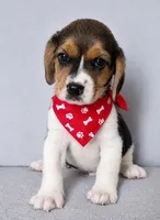 Rufus, a male Beagle for sale in Westminster, CA – 1 of 1