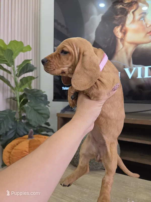 Honey  – Miniature Dachshund puppy for sale in Fountain Valley, CA