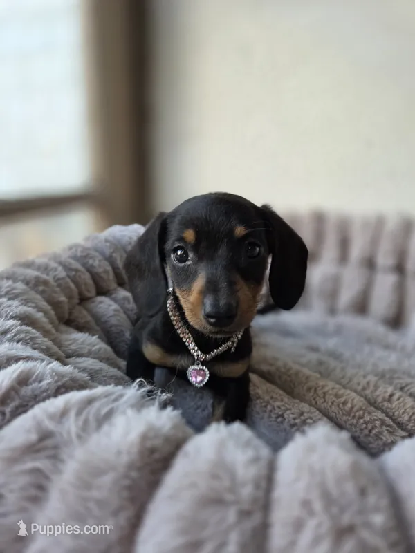  Sunshine  – Miniature Dachshund puppy for sale in Fountain Valley, CA