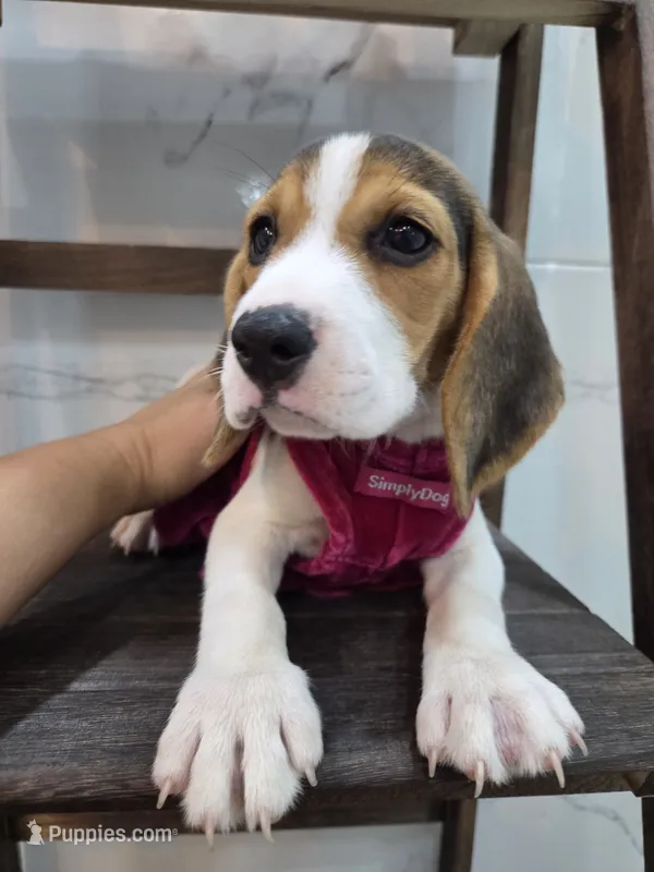 Molly – Beagle puppy for sale in Santa Ana, CA