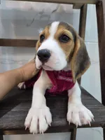 Molly, a female Beagle for sale in Santa Ana, CA – 1 of 4