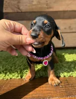 Frida, a female Miniature Dachshund for sale in Fountain Valley, CA – 2 of 2