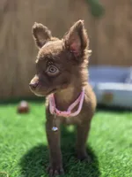 Nutella long hair , a female Chihuahua for sale in Fountain Valley, CA – 4 of 5