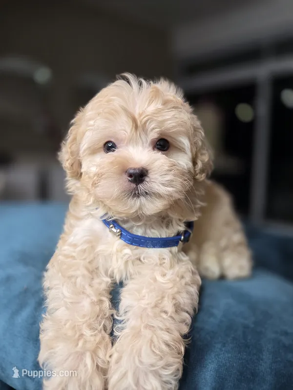 Ozzy ready on sep 25 – Maltipoo puppy for sale in Santa Ana, CA