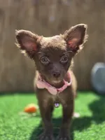 Nutella long hair , a female Chihuahua for sale in Fountain Valley, CA – 2 of 5