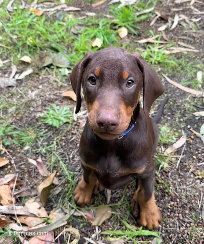 Doberman – Doberman Pinscher puppy for sale in Santa Ana, CA