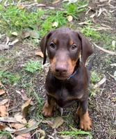 Doberman, a female Doberman Pinscher for sale in Santa Ana, CA – 1 of 1