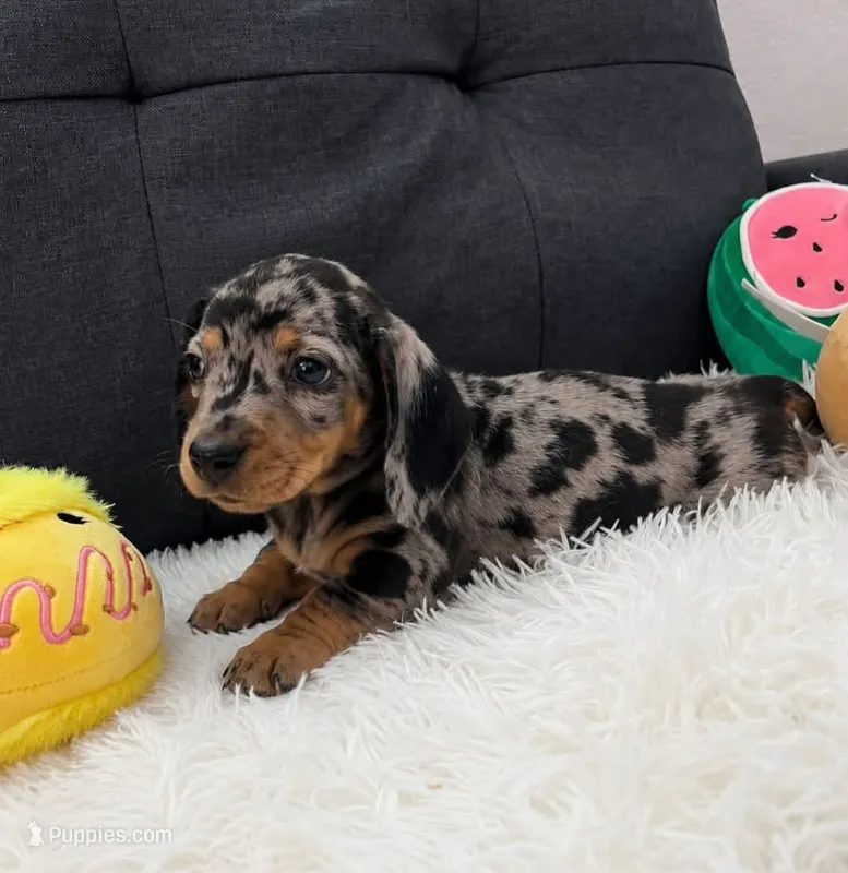 Arthur – Miniature Dachshund puppy for sale in Westminster, CA