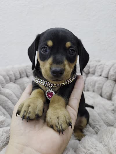 Frida, a female Miniature Dachshund for sale in Santa Ana, CA – 7 of 7