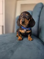 Milo, a male Miniature Dachshund for sale in Santa Ana, CA – 3 of 3