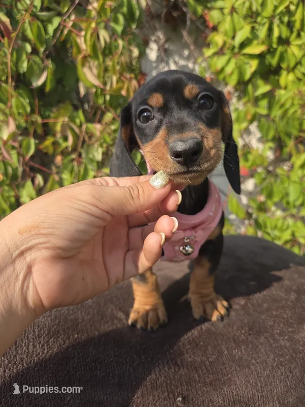 Sunshine – Miniature Dachshund puppy for sale in Westminster, CA
