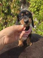 Sunshine, a female Miniature Dachshund for sale in Westminster, CA – 1 of 3