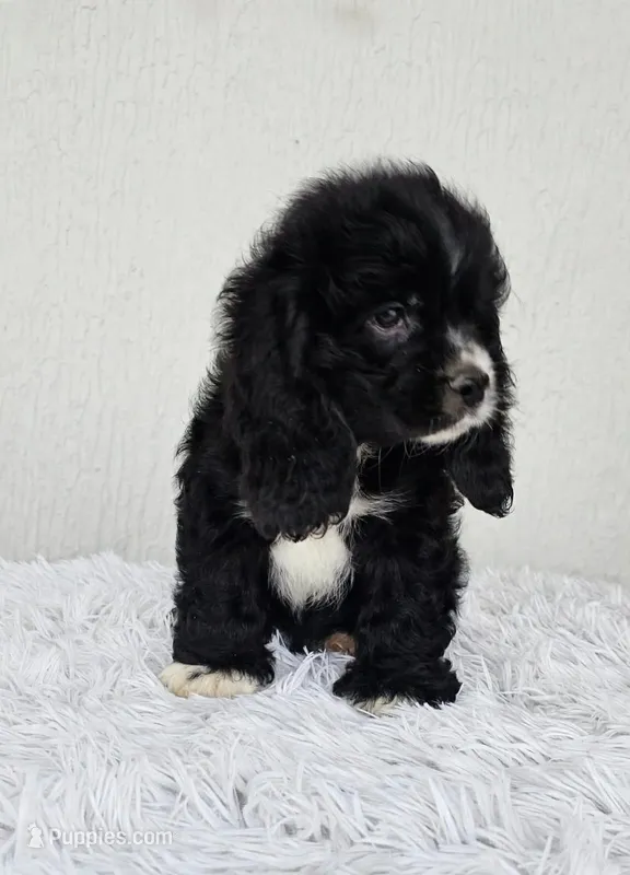 Blacky – English Cocker Spaniel puppy for sale in Westminster, CA