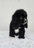 Blacky, a male English Cocker Spaniel for sale in Westminster, CA – 1 of 2