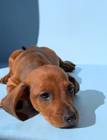 Buddy, a male Dachshund for sale in Santa Ana, CA – 3 of 3