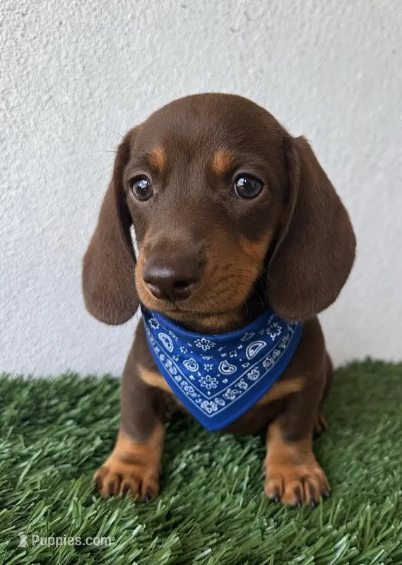 Timotee – Dachshund puppy for sale in Fountain Valley, CA