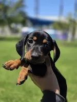Milos, a male Dachshund and Miniature Dachshund for sale in Santa Ana, CA – 4 of 4