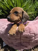 Canelita, a female Dachshund and Miniature Dachshund for sale in Fountain Valley, CA – 4 of 5