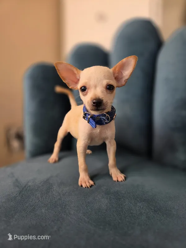 Casper – Chihuahua puppy for sale in Santa Ana, CA