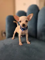 Casper, a male Chihuahua for sale in Santa Ana, CA – 1 of 3