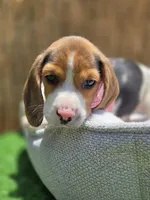 Bella, a female Beagle for sale in Fountain Valley, CA – 2 of 8