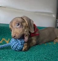 Still thinking a name , a male Miniature Dachshund for sale in Fountain Valley, CA – 4 of 5