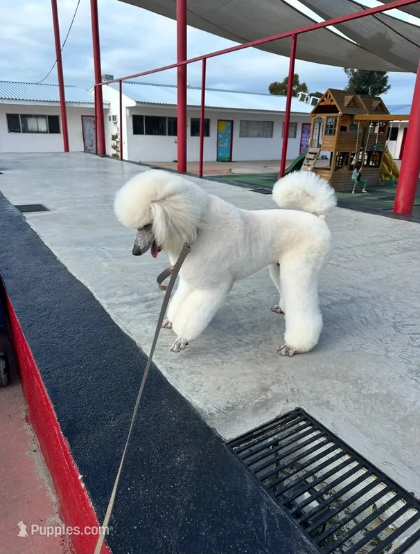 Loui – Poodle - Toy  puppy for sale in Westminster, CA