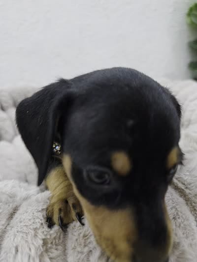 Frida, a female Miniature Dachshund for sale in Santa Ana, CA – 6 of 7