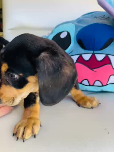 Raw, a male Dachshund for sale in Westminster, CA – 5 of 5