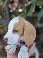 Chesse, a male Beagle for sale in Fountain Valley, CA – 3 of 6