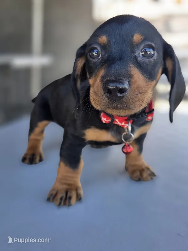 Timotee – Dachshund puppy for sale in Fountain Valley, CA