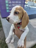Chesse, a male Beagle for sale in Fountain Valley, CA – 5 of 6