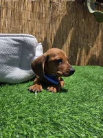 Ron, a male Dachshund and Miniature Dachshund for sale in Santa Ana, CA – 2 of 3