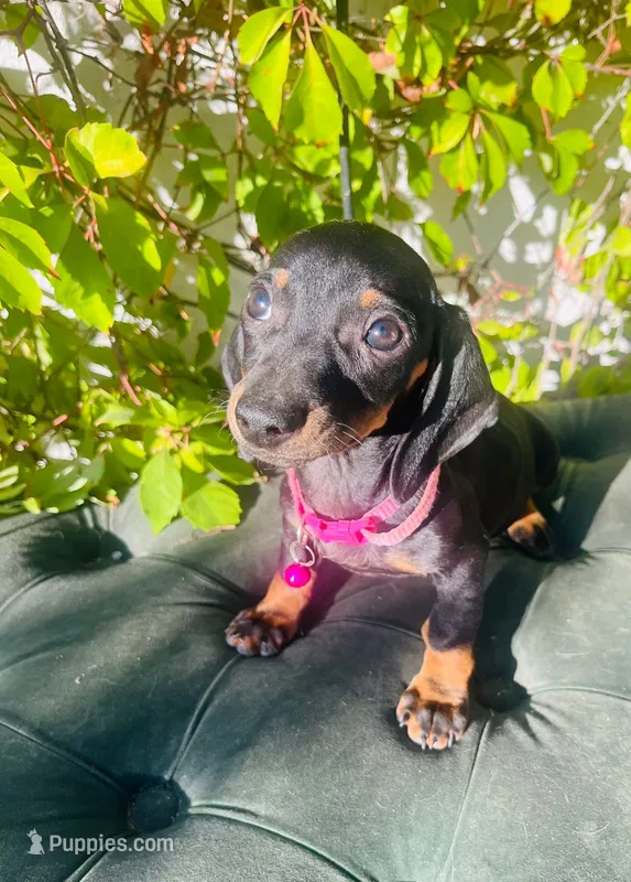 Frida  – Miniature Dachshund puppy for sale in Fountain Valley, CA