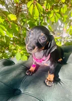 Frida , a female Miniature Dachshund for sale in Fountain Valley, CA – 1 of 2