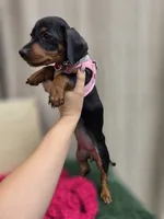 Lola, a female Miniature Dachshund for sale in Fountain Valley, CA – 3 of 4