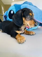 Raw, a male Dachshund for sale in Westminster, CA – 2 of 5