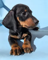 Dominic, a male Dachshund for sale in Fountain Valley, CA – 2 of 3