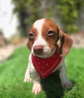 Peanut, a male Dachshund for sale in Fountain Valley, CA – 1 of 2