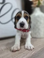 Zeus ready on sep 25, a male Beagle for sale in Santa Ana, CA – 3 of 6