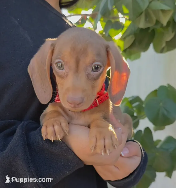 Stich – Miniature Dachshund puppy for sale in Fountain Valley, CA