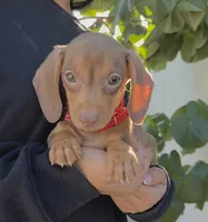 Still thinking a name , a male Miniature Dachshund for sale in Fountain Valley, CA – 1 of 5
