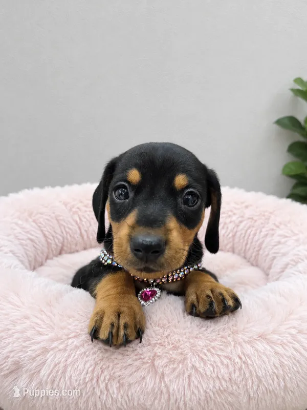 Roma – Miniature Dachshund puppy for sale in Westminster, CA