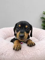 Roma, a female Miniature Dachshund for sale in Westminster, CA – 1 of 1